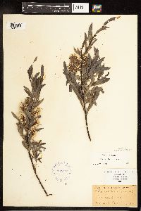 Salix petiolaris image