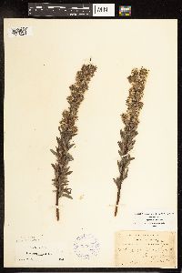 Salix petiolaris image