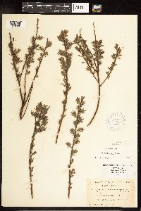 Salix petiolaris image