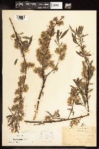 Salix petiolaris image