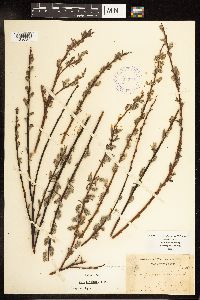 Salix petiolaris image