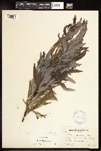 Salix petiolaris image