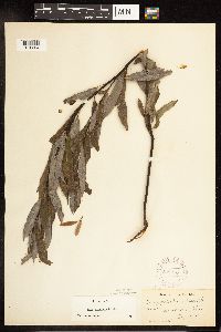 Salix petiolaris image