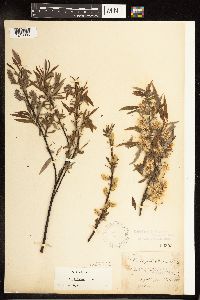 Salix petiolaris image