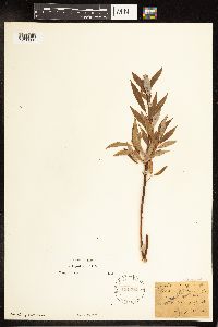 Salix petiolaris image