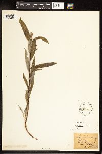 Salix petiolaris image