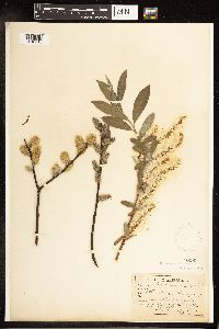 Salix petiolaris image