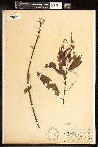 Salix petiolaris image