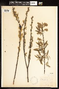 Salix petiolaris image