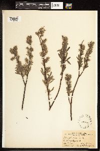 Salix petiolaris image