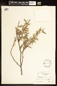 Salix petiolaris image