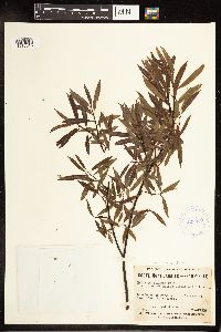 Salix petiolaris image