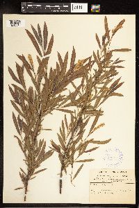 Salix petiolaris image