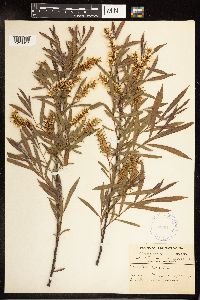 Salix petiolaris image