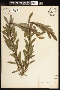 Salix purpurea image