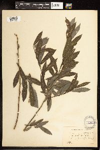 Salix purpurea image