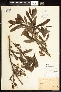 Salix purpurea image