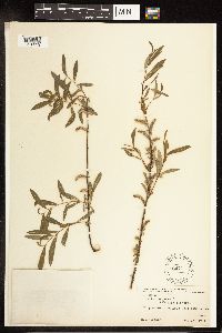 Salix purpurea image