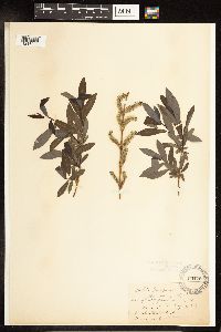 Salix purpurea image