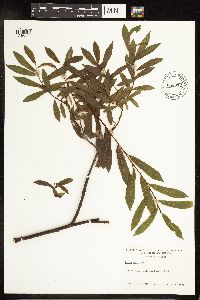 Salix purpurea image