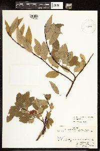 Salix pyrifolia image