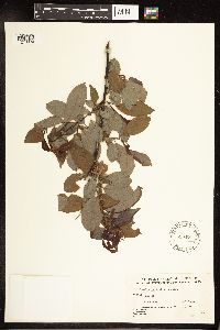 Salix pyrifolia image