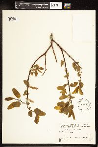 Salix pyrifolia image