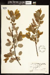 Salix pyrifolia image