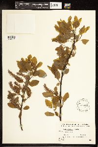 Salix pyrifolia image