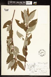 Salix pyrifolia image