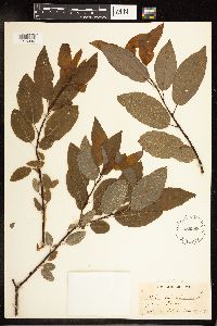 Salix pyrifolia image