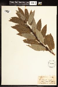 Salix pyrifolia image