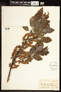 Salix pyrifolia image