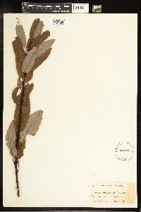 Salix pyrifolia image