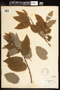 Salix pyrifolia image