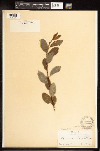 Salix pyrifolia image