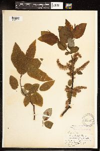 Salix pyrifolia image