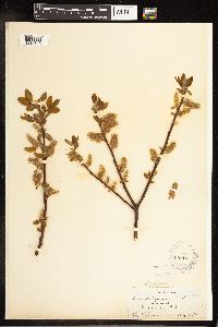 Salix pyrifolia image