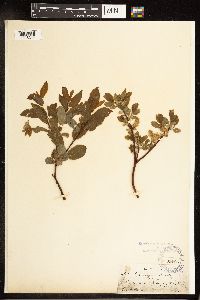Salix pyrifolia image