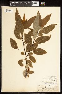 Salix pyrifolia image