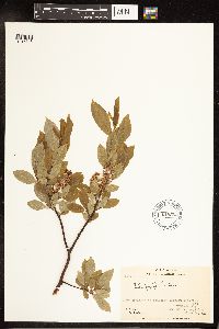 Salix pyrifolia image