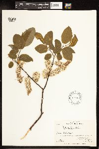 Salix pyrifolia image