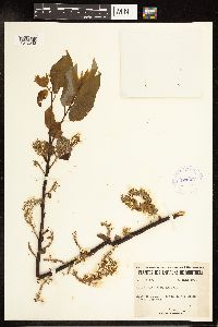 Salix pyrifolia image