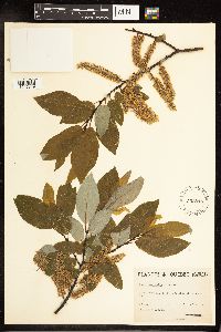 Salix pyrifolia image