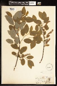 Salix pyrifolia image