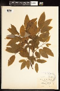 Salix pyrifolia image