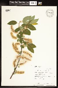 Salix pyrifolia image