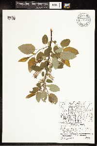 Salix pyrifolia image