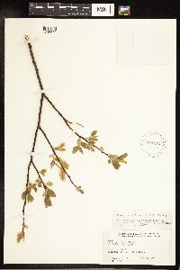 Salix pyrifolia image