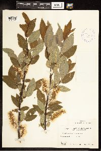 Salix pyrifolia image